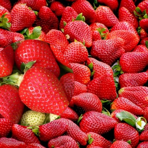 Fragaria x ananassa 'Asia' - Aedmaasikas 'Asia' P9/0,55L